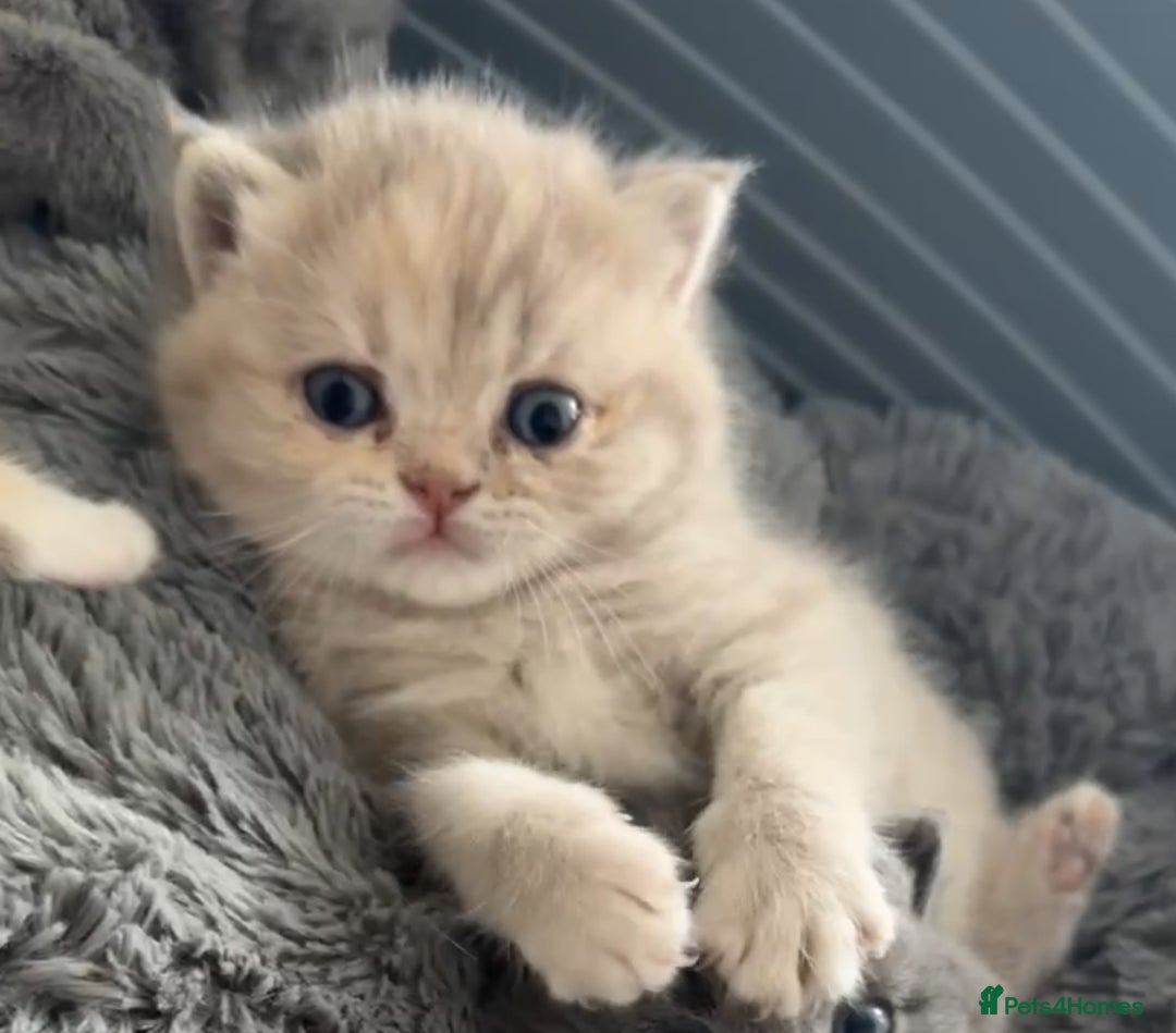 British Shorthair cats for sale: FULL BREED BSH KITTENS  - Image 5