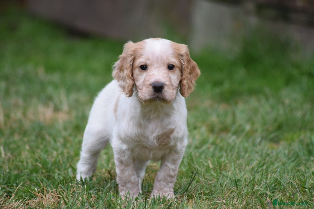 Cocker Spaniel dogs for sale: Cocker spaniel  - Image 6