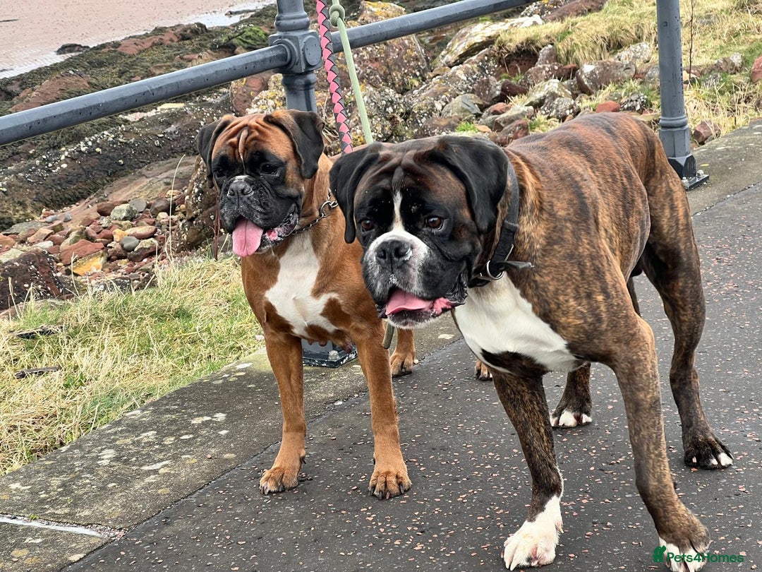 Boxer dogs for sale: Beautiful Pedigree Girls - Advert 8