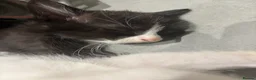Mixed Breed cats for sale: One female tuxedo left in Rushden - Advert 5