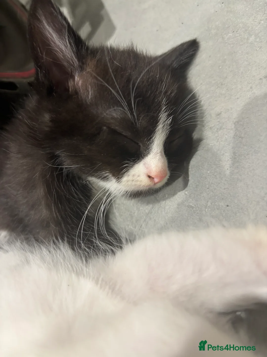 Mixed Breed cats for sale: One female tuxedo left in Rushden - Advert 5