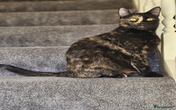 Thai cats for sale: Coffee - Image 1