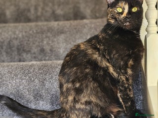 Thai cats - Advert 2