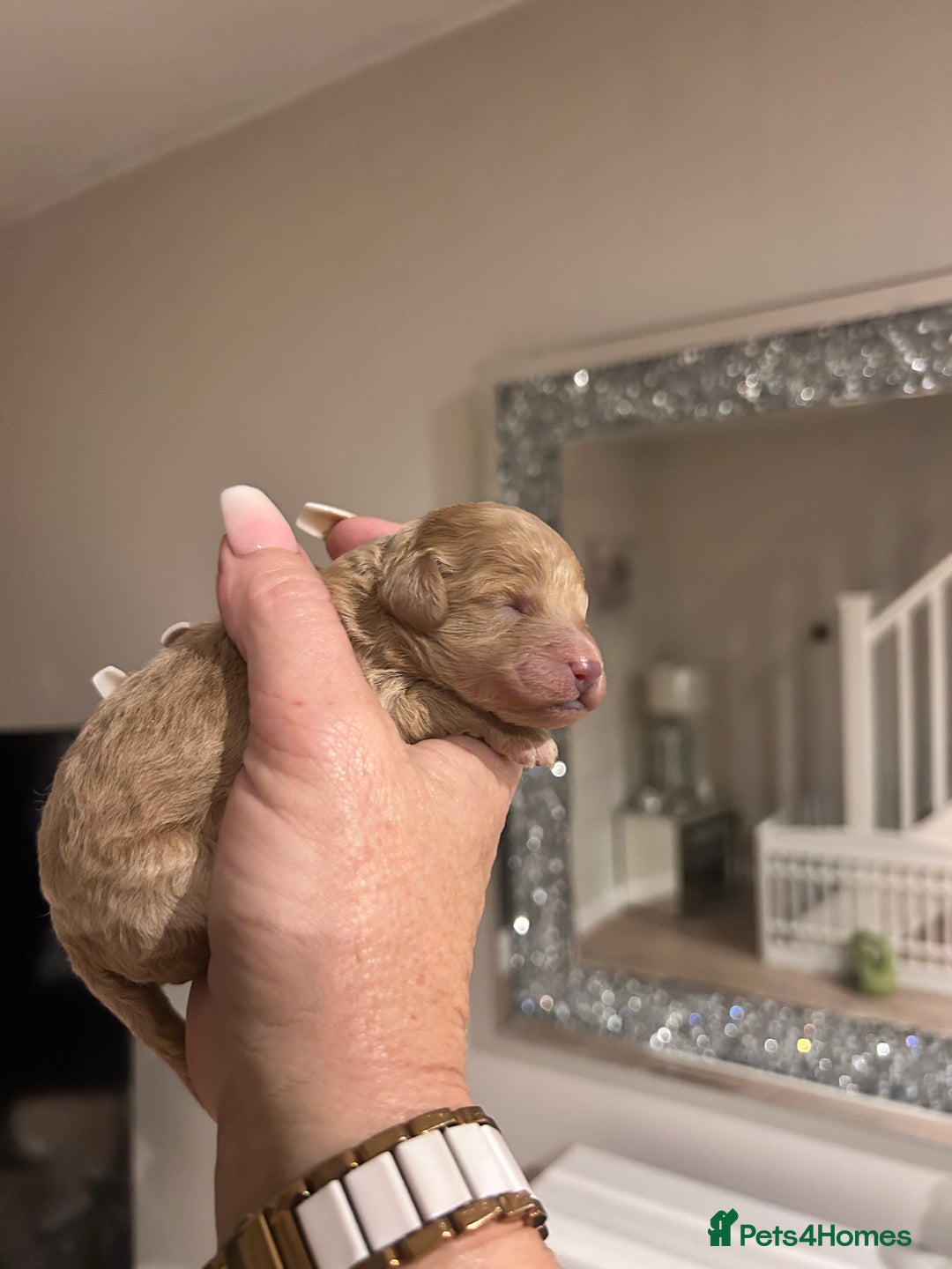 Maltipoo dogs for sale: Red teeny tiny maltipoo puppy - Advert 6