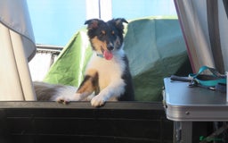 Mixed Breed dogs for sale: Rough collie cross  - Image 5