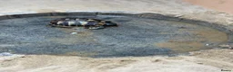 Tortoise reptiles for sale: Herman tortoises in Peacehaven - Advert 10