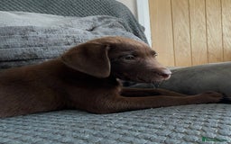 Labrador Retriever dogs for sale: Labrador puppies  - Image 6