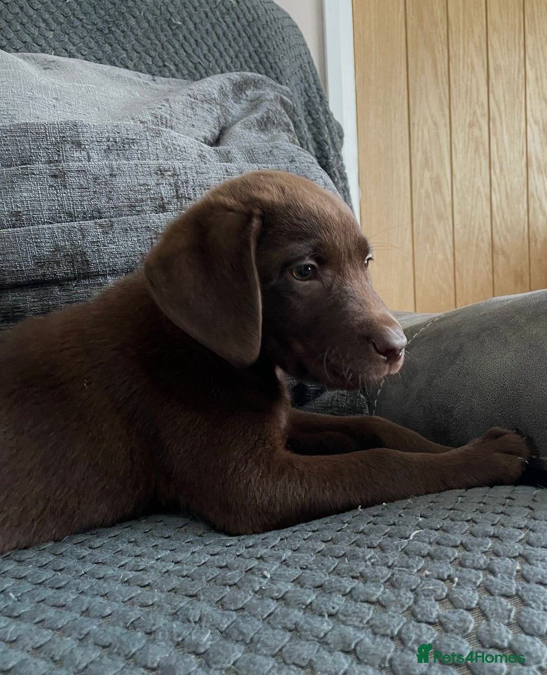 Labrador Retriever dogs for sale: Labrador puppies  - Image 6