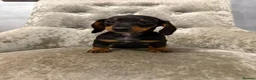 Miniature Dachshund dogs for sale: REDUCED Venus Rocket and Comet piebald dachshunds  - Advert 19