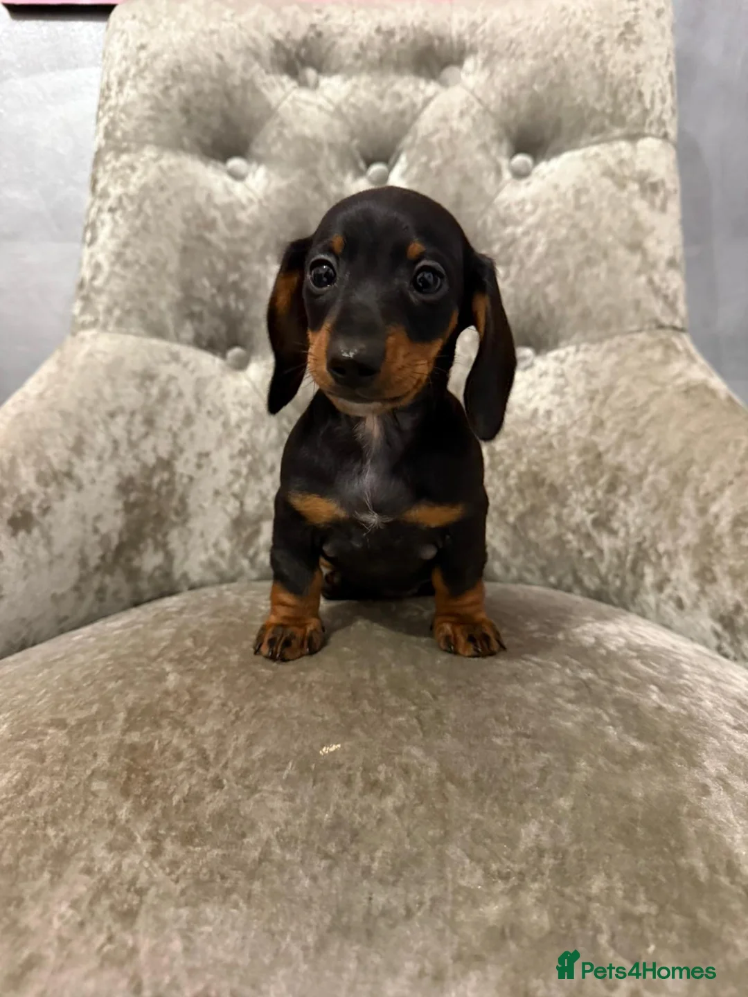 Miniature Dachshund dogs for sale: REDUCED Venus Rocket and Comet piebald dachshunds  - Advert 19