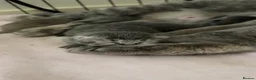 British Shorthair cats for sale: 5 Beautiful British Shorthair Kittens  - Advert 13