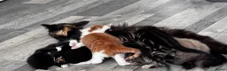 Mixed Breed cats for sale: 6 pretty little angel  in Northampton - Advert 7