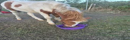 Dartmoor horses for sale: Beautiful & quiet Dartmoor Hill Colt in Colchester - Advert 10