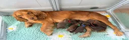 Cocker Spaniel dogs for sale: KC Reg, health tested Chocolate Puppies - Advert 6