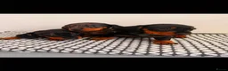 Miniature Dachshund dogs for sale: Miniature Dachshunds - Advert 8