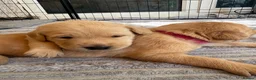 Labrador Retriever dogs for sale: Labrador puppies fox red and golden  in Huntingdon - Advert 6