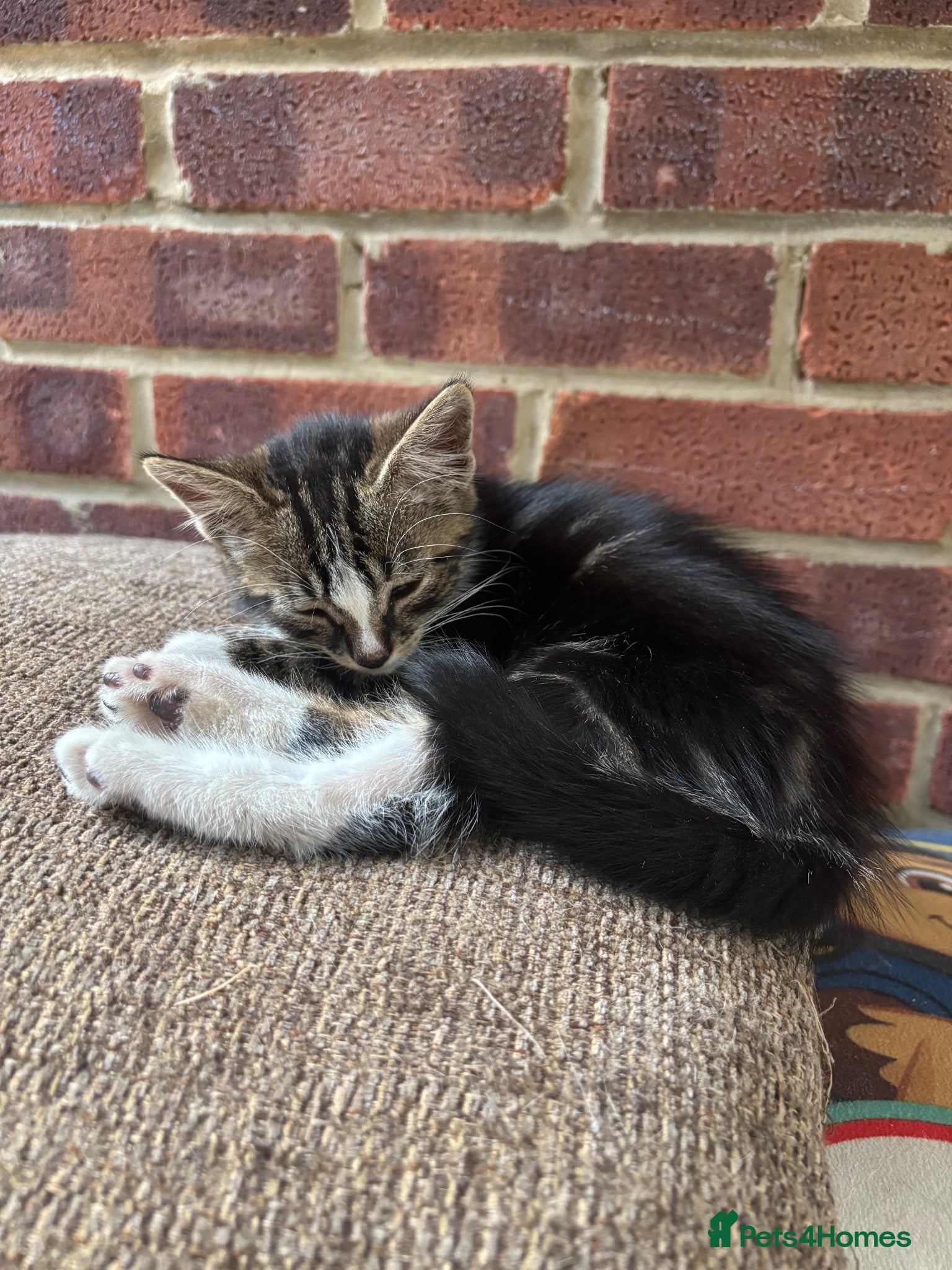 British Shorthair cats Kittens  - Advert 1