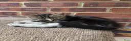 British Shorthair cats for sale: Kittens  in Addlestone - Advert 1