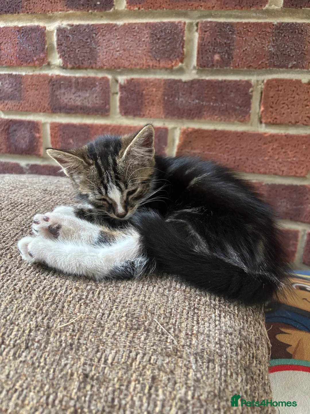 British Shorthair cats for sale: Kittens  in Addlestone - Advert 1