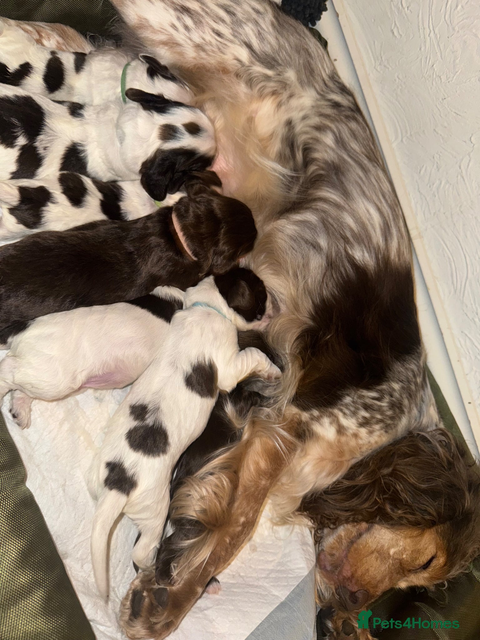 Cocker Spaniel dogs Cocker spaniel puppies  - Advert 1