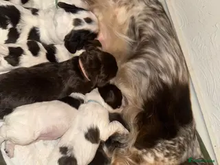 Cocker Spaniel dogs Cocker spaniel puppies - Advert 1