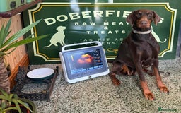 Dobermann dogs for sale: Dobermann puppies Champion bloodline, kc reg - Image 2