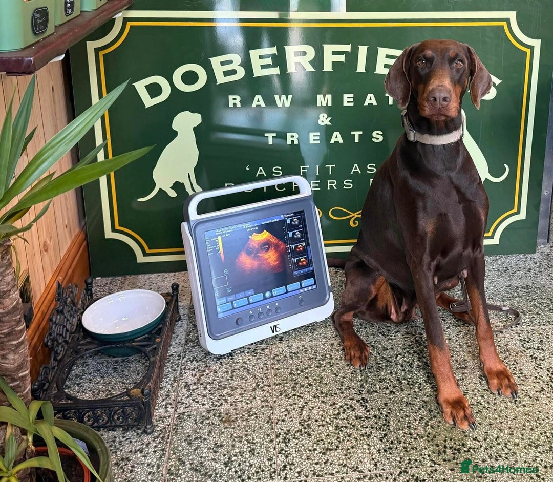 Dobermann dogs for sale: Dobermann puppies Champion bloodline, kc reg - Image 2
