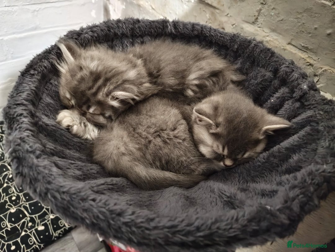 British Shorthair cats for sale: 8 BRITISH SHORTHAIR KITTENS GCCF REGISTERED  - Advert 6