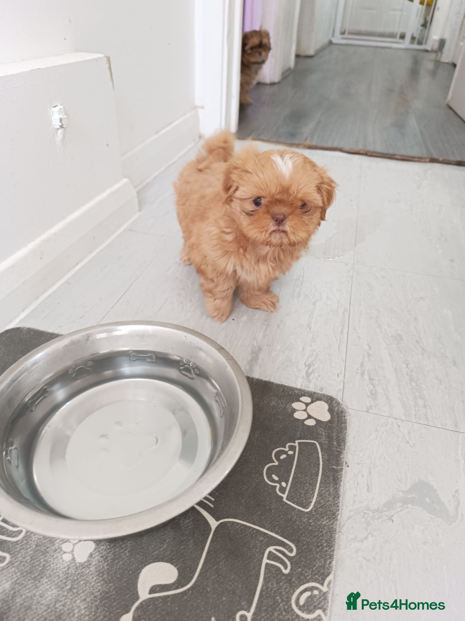 Shih Tzu dogs Imperial shih tzus - Advert 10