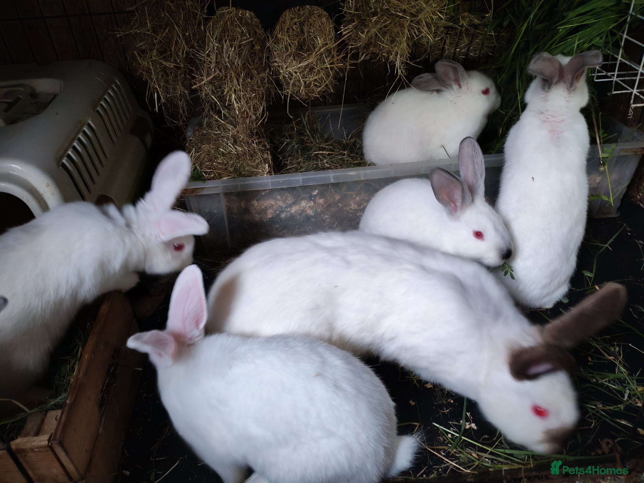 Californian rabbits Californian & New ZEALAND babies - Advert 1