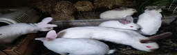 Californian rabbits for sale: Californian & New ZEALAND babies in Wallington - Advert 1