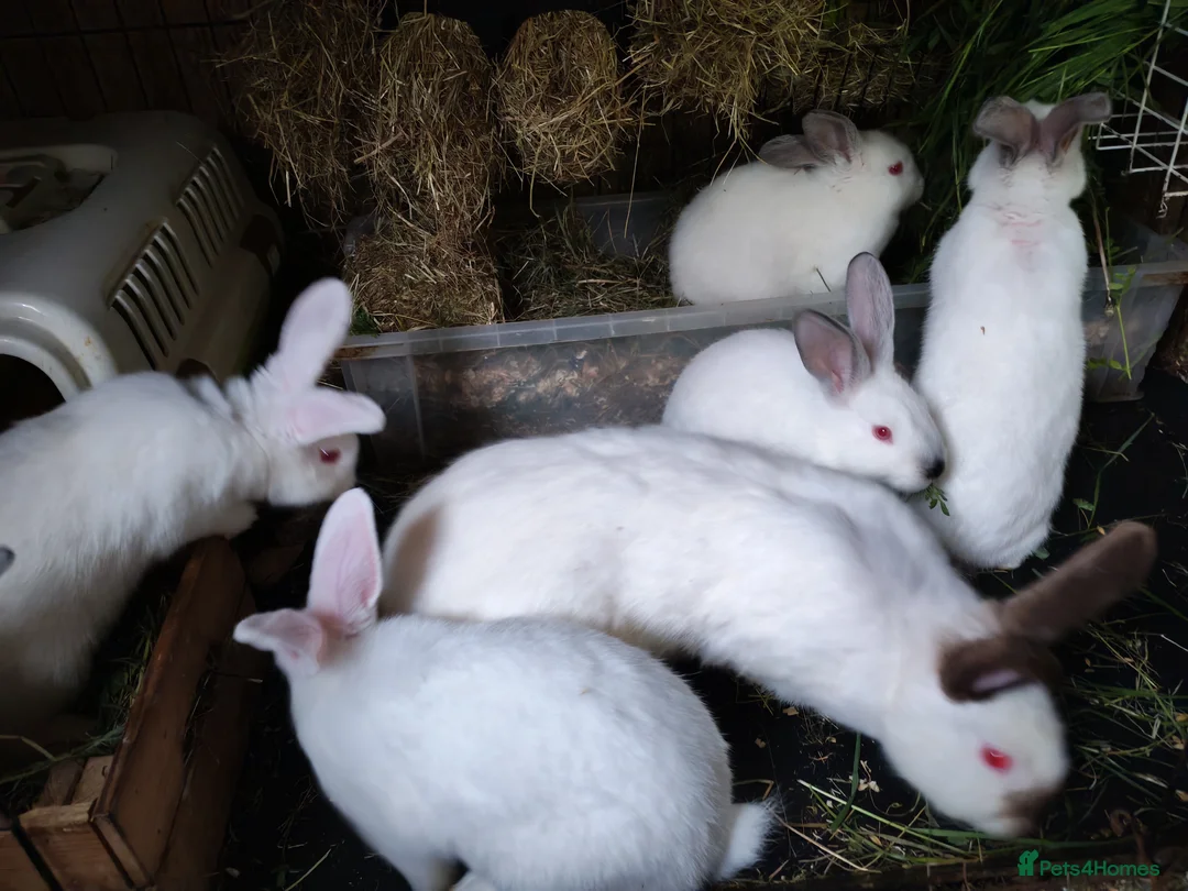 Californian rabbits for sale: Californian & New ZEALAND babies in Wallington - Advert 1