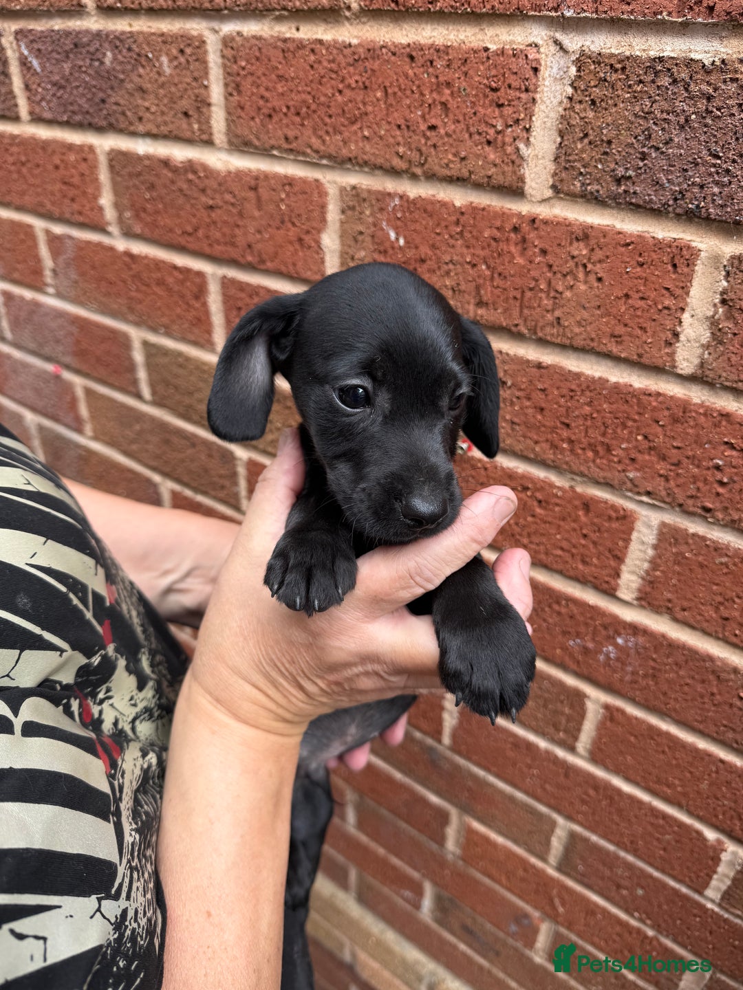 Mixed Breed dogs for sale: Cocker/ Patterdale  - Image 7