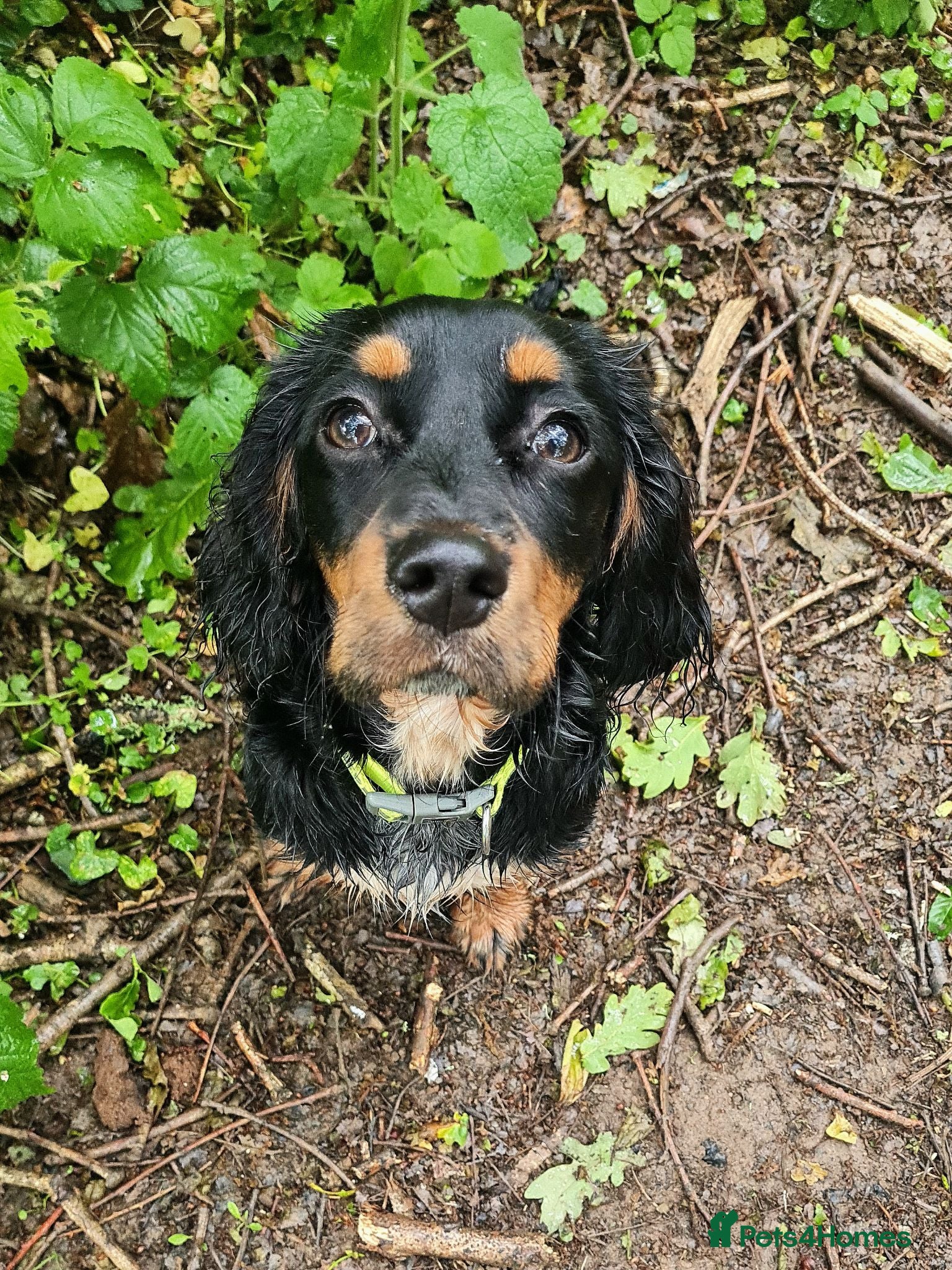 Cockalier dogs 9 Month old Cocker x Cavalier girl - Advert 1
