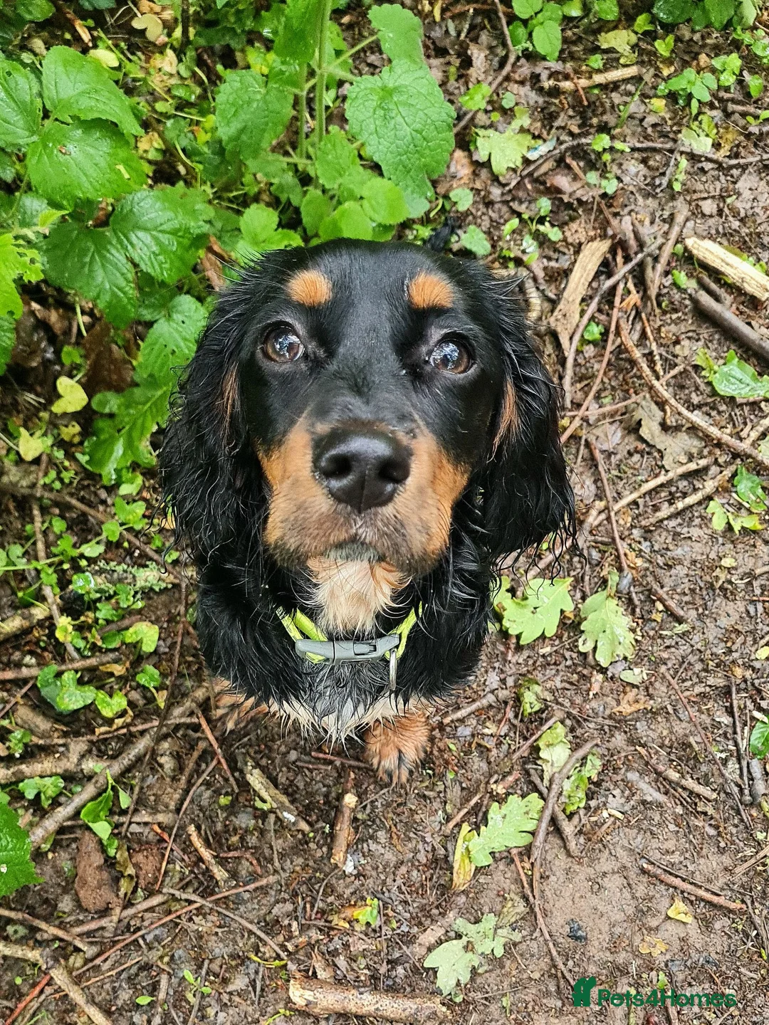 Cockalier dogs for sale: 9 Month old Cocker x Cavalier girl in Plymouth - Advert 1