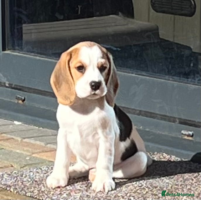 Beagle dogs Female kc reg Beagle puppy READY NOW  - Advert 2