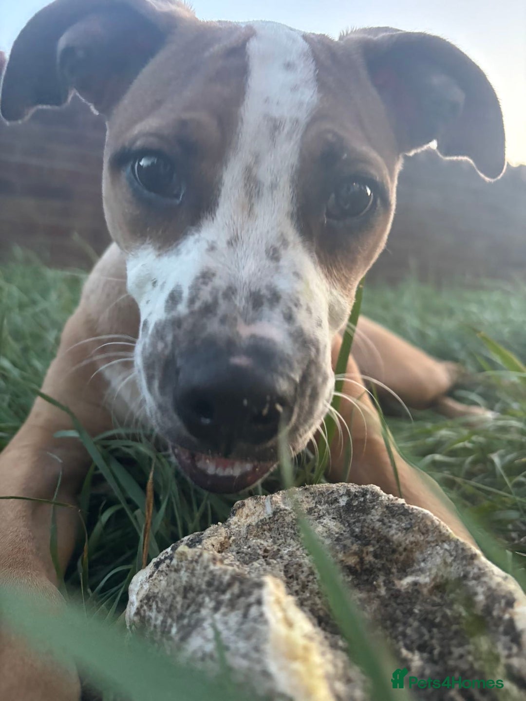 American Bull Staffy dogs for sale: Staffy cross American bull dog boy dog 5months old - Image 1