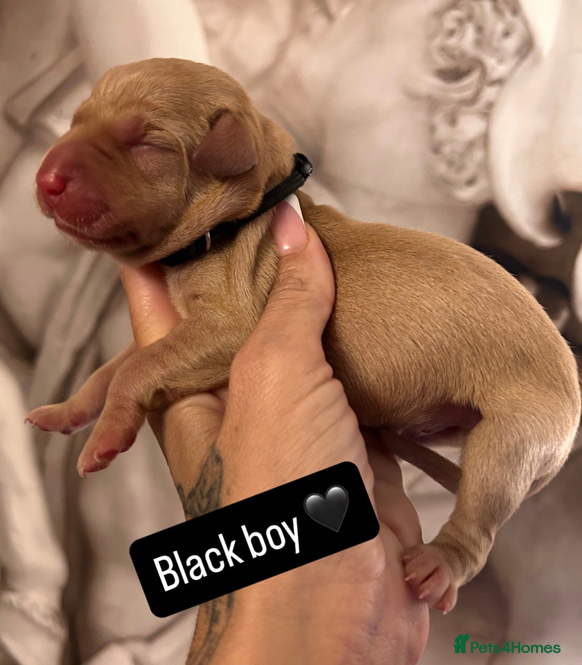 Labrador Retriever dogs for sale: Follow your pups journey from birth ❤️ - Advert 10