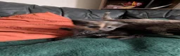 Mixed Breed cats for sale: Tortie, Ginger & Black Kittens for sale Leicester - Advert 12