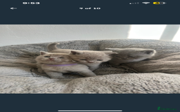 British Shorthair cats for sale: Beautiful British Shorthair Kittens - Image 9