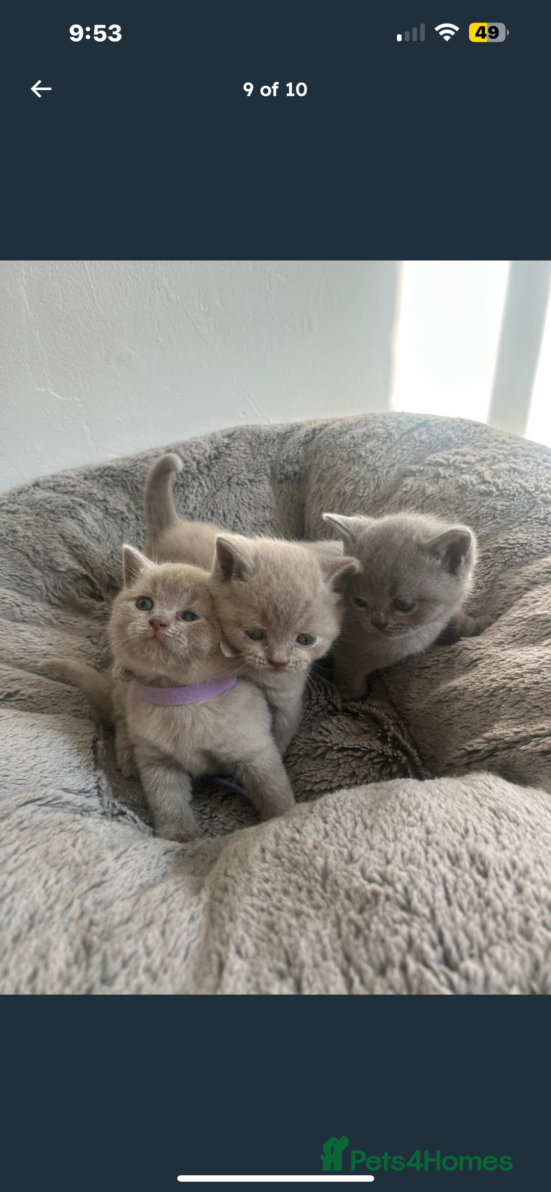 British Shorthair cats for sale: Beautiful British Shorthair Kittens - Image 9