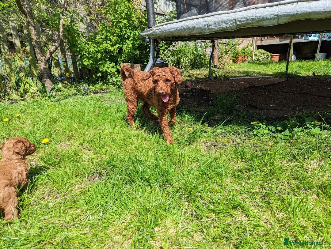 Toy Poodle dogs for stud: For stud Toy-miniature poodle  - Advert 7