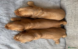 Cocker Spaniel dogs for sale: Beautiful cocker spaniel puppies  - Image 4
