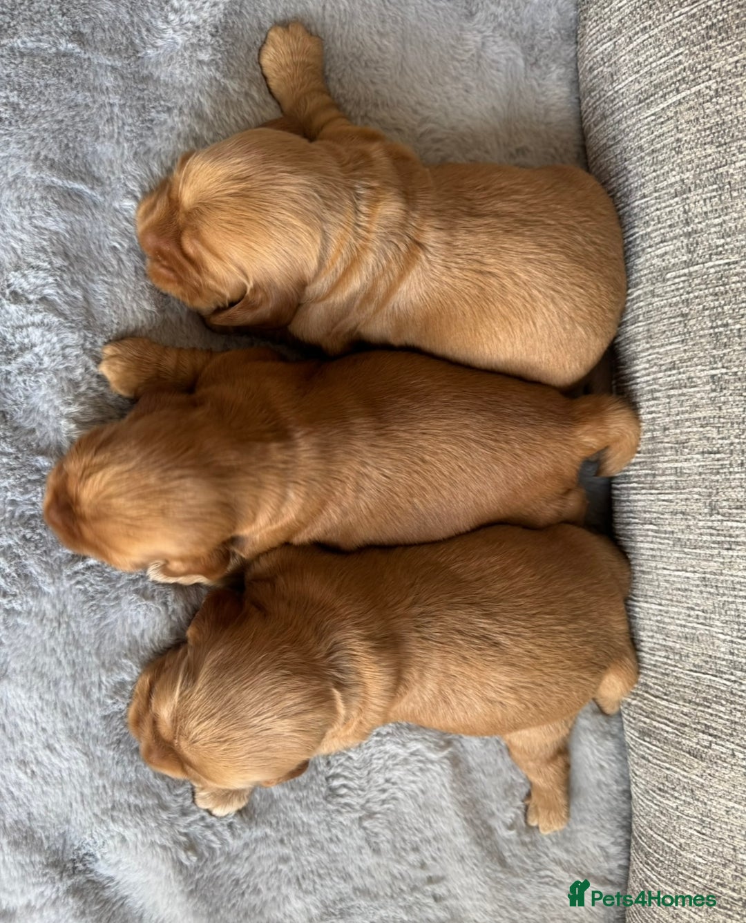 Cocker Spaniel dogs for sale: Beautiful cocker spaniel puppies  - Image 4