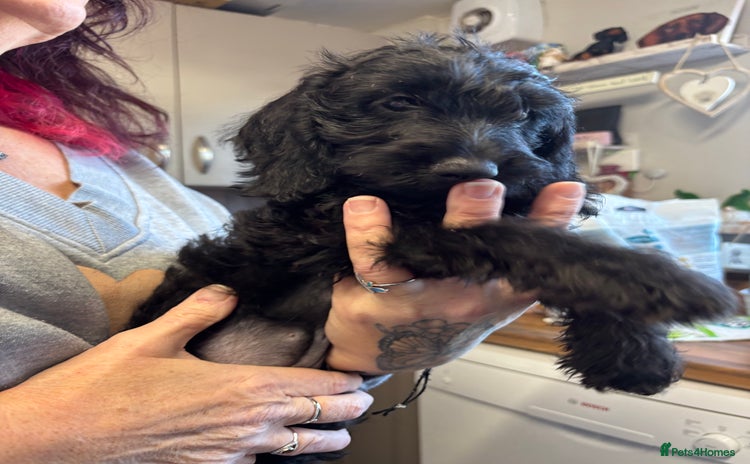 Doxiepoo dogs Doxipoo puppies READY NOW - Advert 1