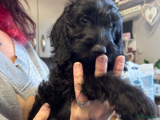 Doxiepoo dogs Doxipoo puppies READY NOW - Advert 5