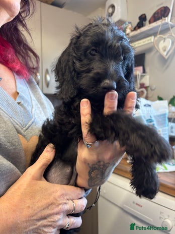 Doxiepoo dogs Doxipoo puppies READY NOW - Advert 13