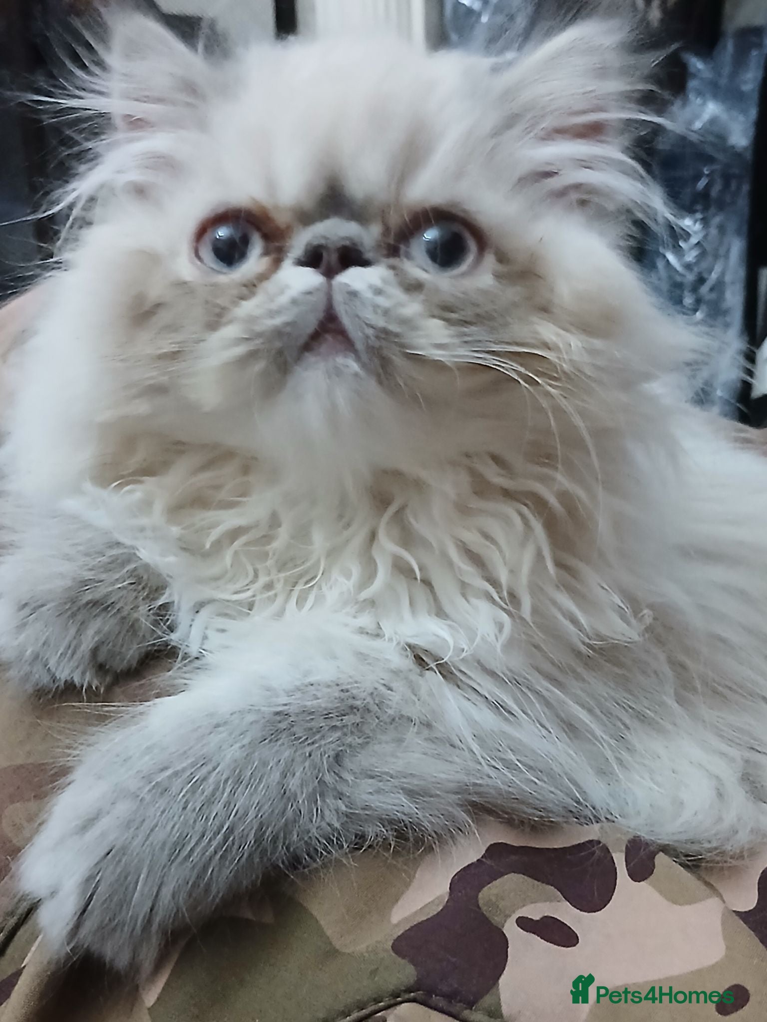 Exotic cats READY NOW GCCF PERSIAN EXOTIC BABIES - Advert 6