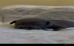 Staffordshire Bull Terrier dogs for sale: Beautiful Staffordshire Bull Terrier Puppies - Image 7