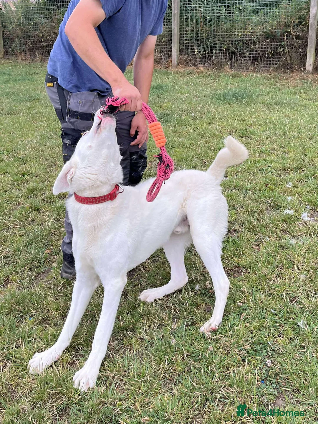 Mixed Breed dogs for adoption: DOUGIE - Like a Large Labrador - Advert 11